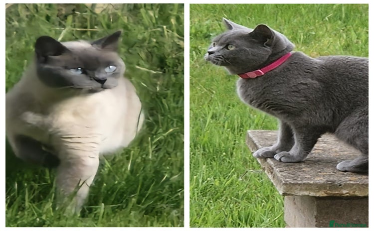 British Shorthair cats - Advert 1