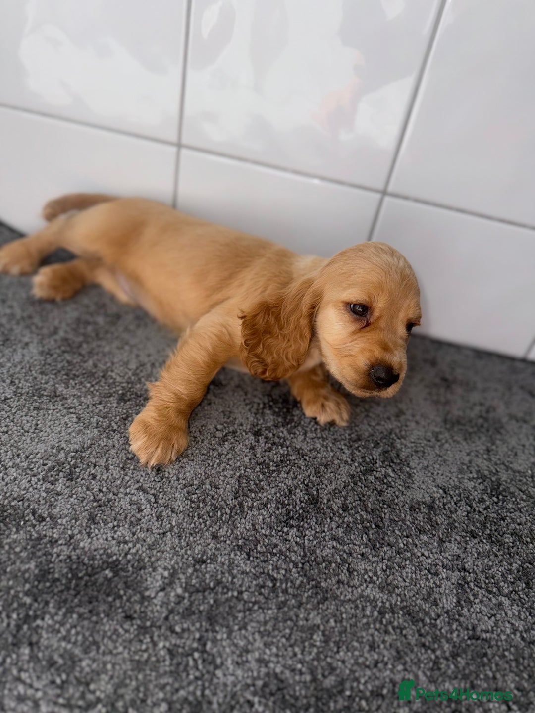 Cocker Spaniel dogs for sale: 6 stunning show type cocker spaniels  - Image 33