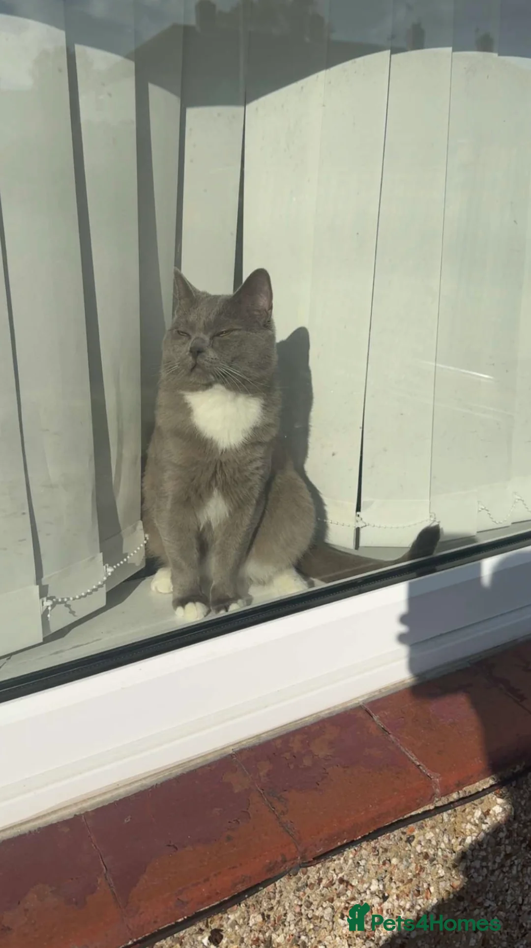 British Shorthair cats for sale: British shorthair mix ragdoll Zeus and enzo in Bradford - Advert 2