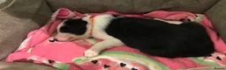 Border Collie dogs for sale: 3 girls and 2 boys for sale in Macclesfield - Advert 12