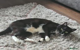 Mixed Breed cats for sale: 3 kittens available  - Image 5