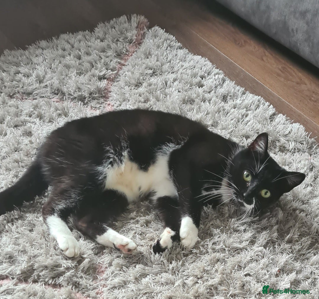 Mixed Breed cats for sale: 3 kittens available  - Image 5
