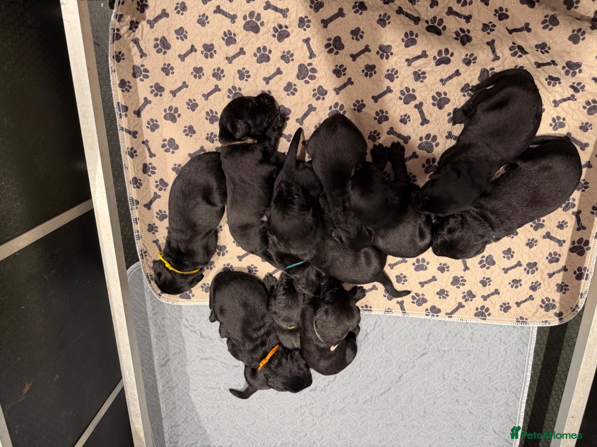 Labrador Retriever dogs 11 KC Labrador puppies - Advert 2