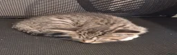 Mixed Breed cats for sale: £20 Male tabby kitten 9weeks old - Advert 5
