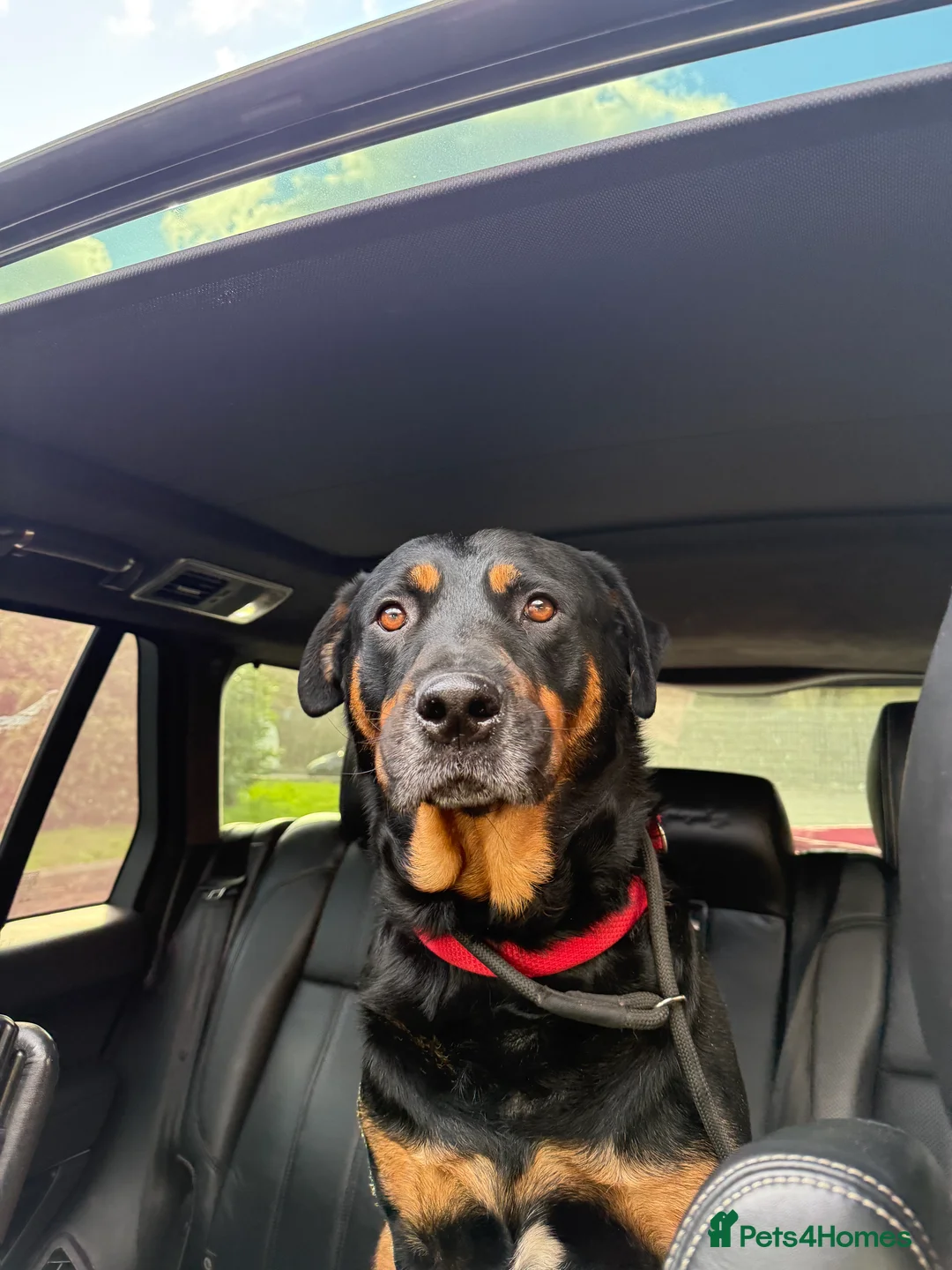 Mixed Breed dogs for sale: German Shepherd Rottweiler Puppies - Advert 3