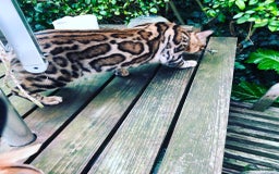 Bengal cats for sale: Looking for the best homes for our retired Bengals - Image 8