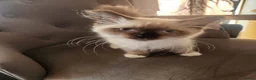 Ragdoll cats for sale: Seal point Ragdoll - Advert 4