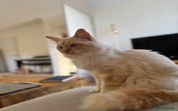 Ragdoll cats for stud: Flame Point Ragdoll Stud – Gentle & Gorgeous - Image 2