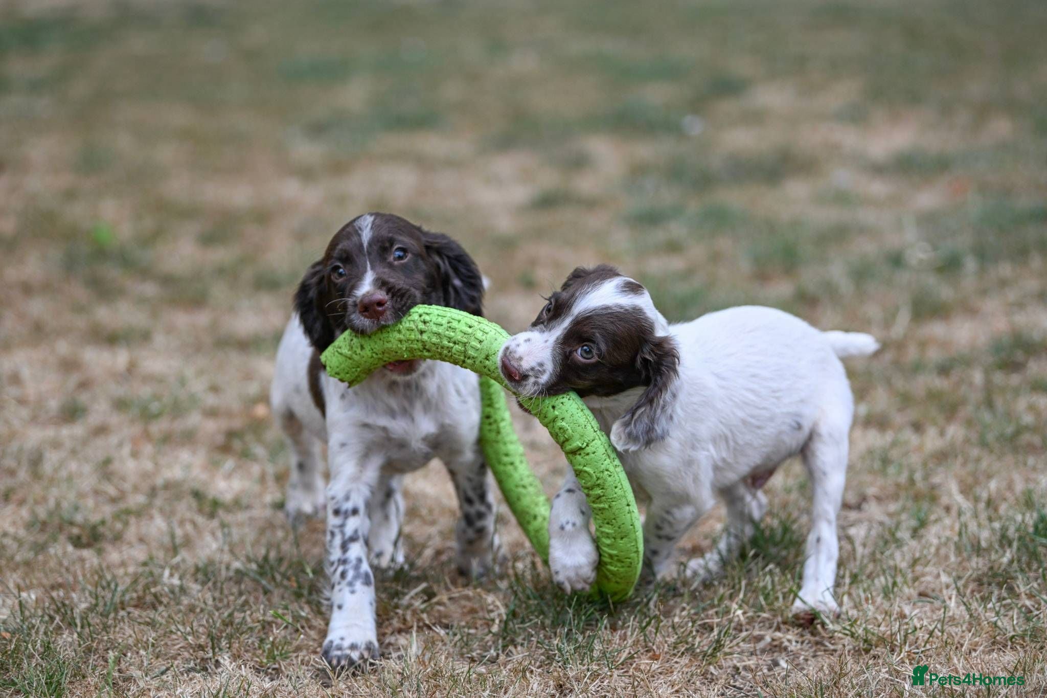English Springer Spaniel dogs Kennel club registered Springer Spaniel Puppies - Advert 2