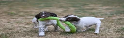 English Springer Spaniel dogs for sale: Kennel club registered Springer Spaniel Puppies - Advert 5