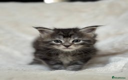 Maine Coon cats for sale: KING-SIZE MAINE COON CUBS HEALTH TESTED - Image 9