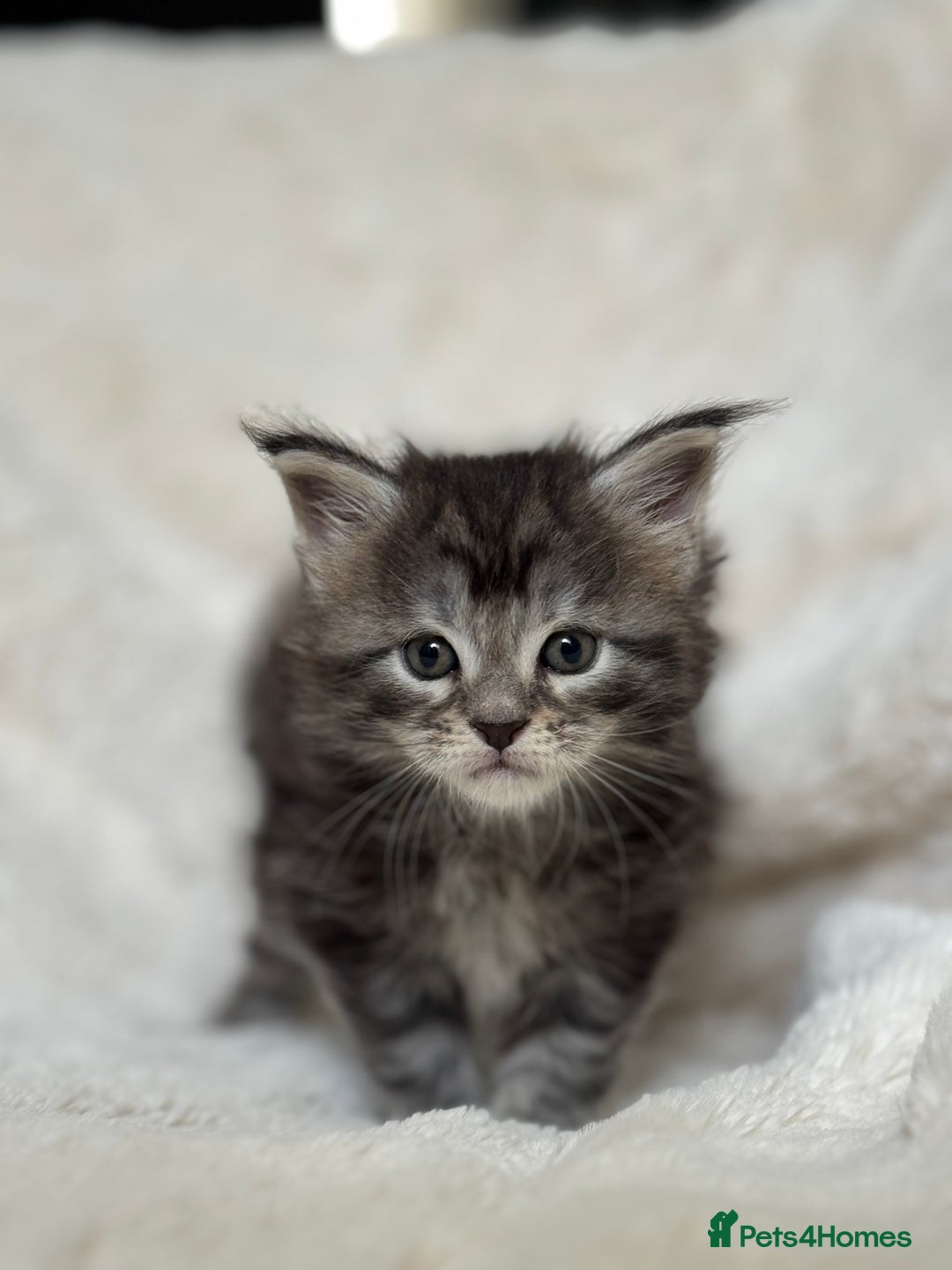 Maine Coon cats for sale: KING-SIZE MAINE COON CUBS HEALTH TESTED - Image 9