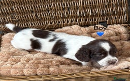 English Springer Spaniel dogs for sale: kc registered springer spaniel pups  - Image 10
