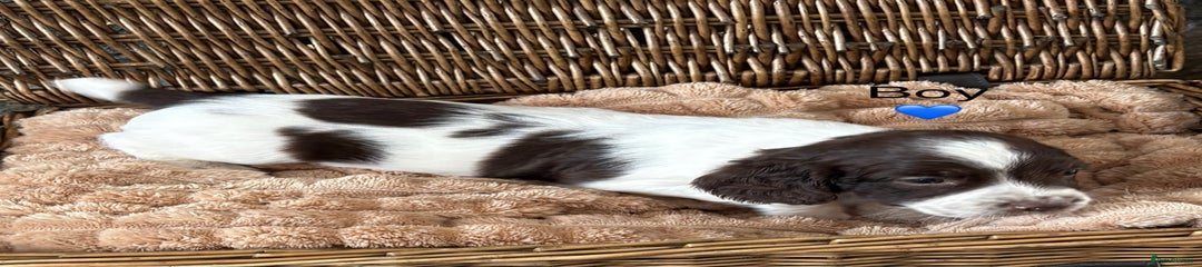 English Springer Spaniel Puppy 3