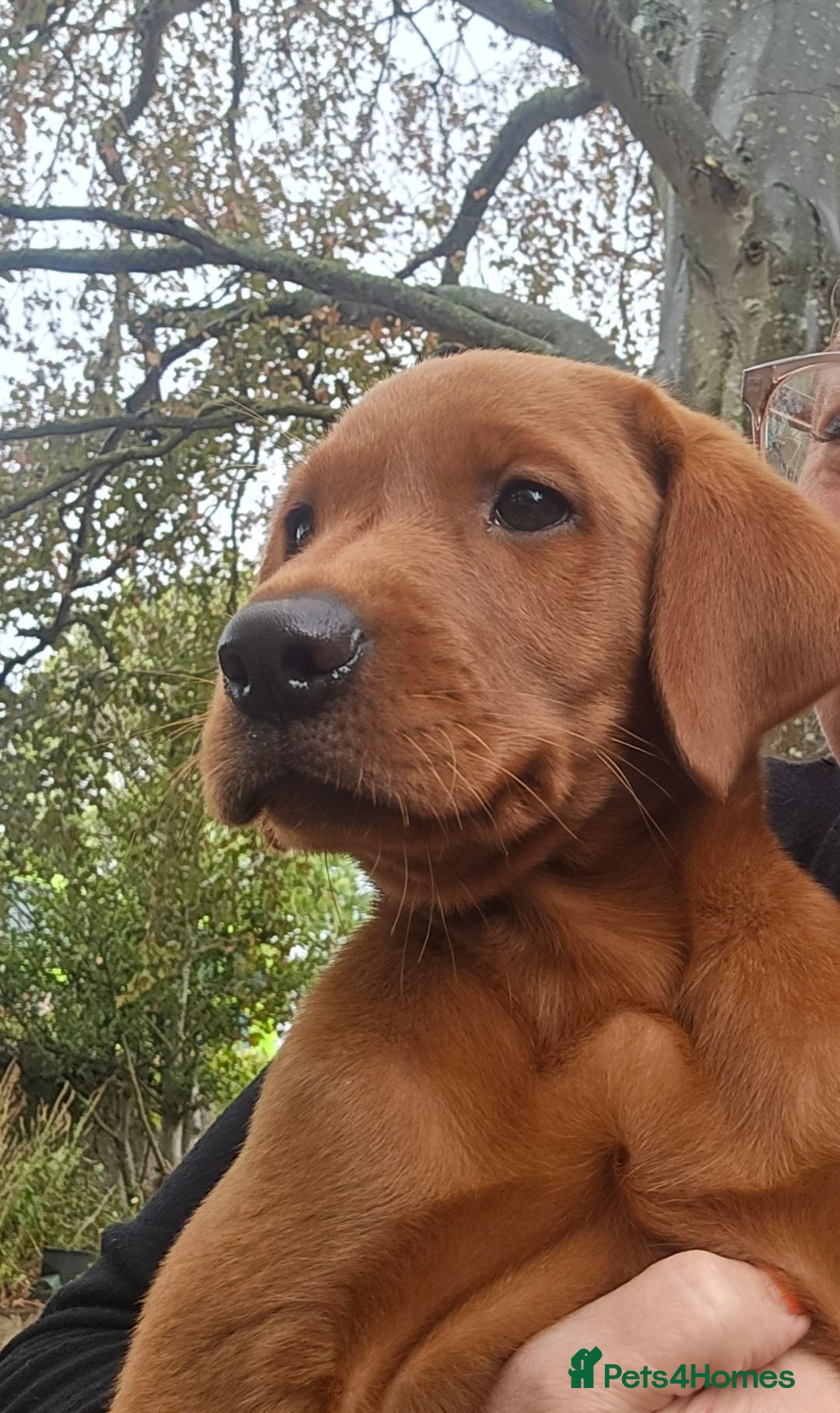 Labrador Retriever dogs Dark Fox Red Male Puppy - Advert 1