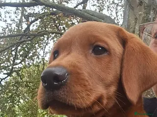 Labrador Retriever dogs Dark Fox Red Male Puppy - Advert 1