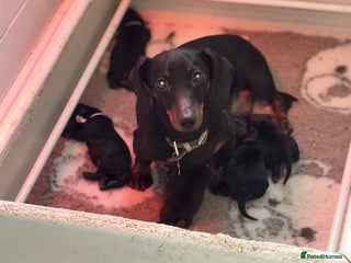 Miniature Dachshund dogs KC LONG COAT MINIATURE DACHSHUNDS - Advert 1