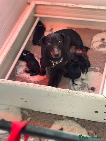 Miniature Dachshund dogs KC LONG COAT MINIATURE DACHSHUNDS - Advert 1