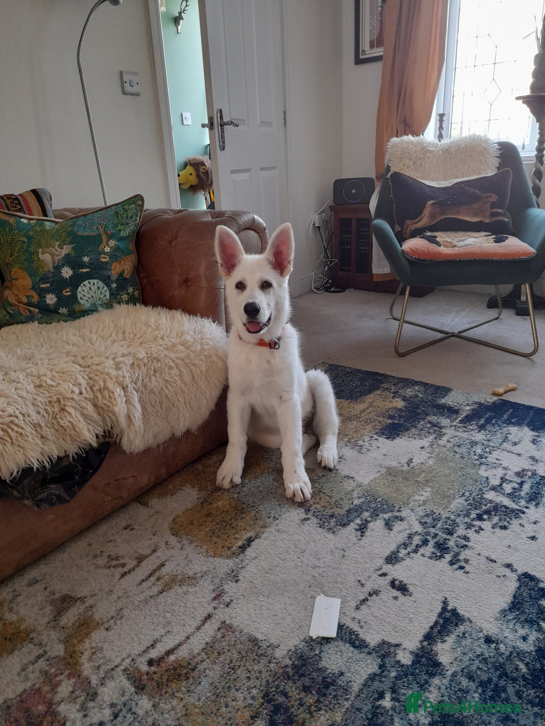 German Shepherd dogs for sale: White German Shepherd  - Image 4