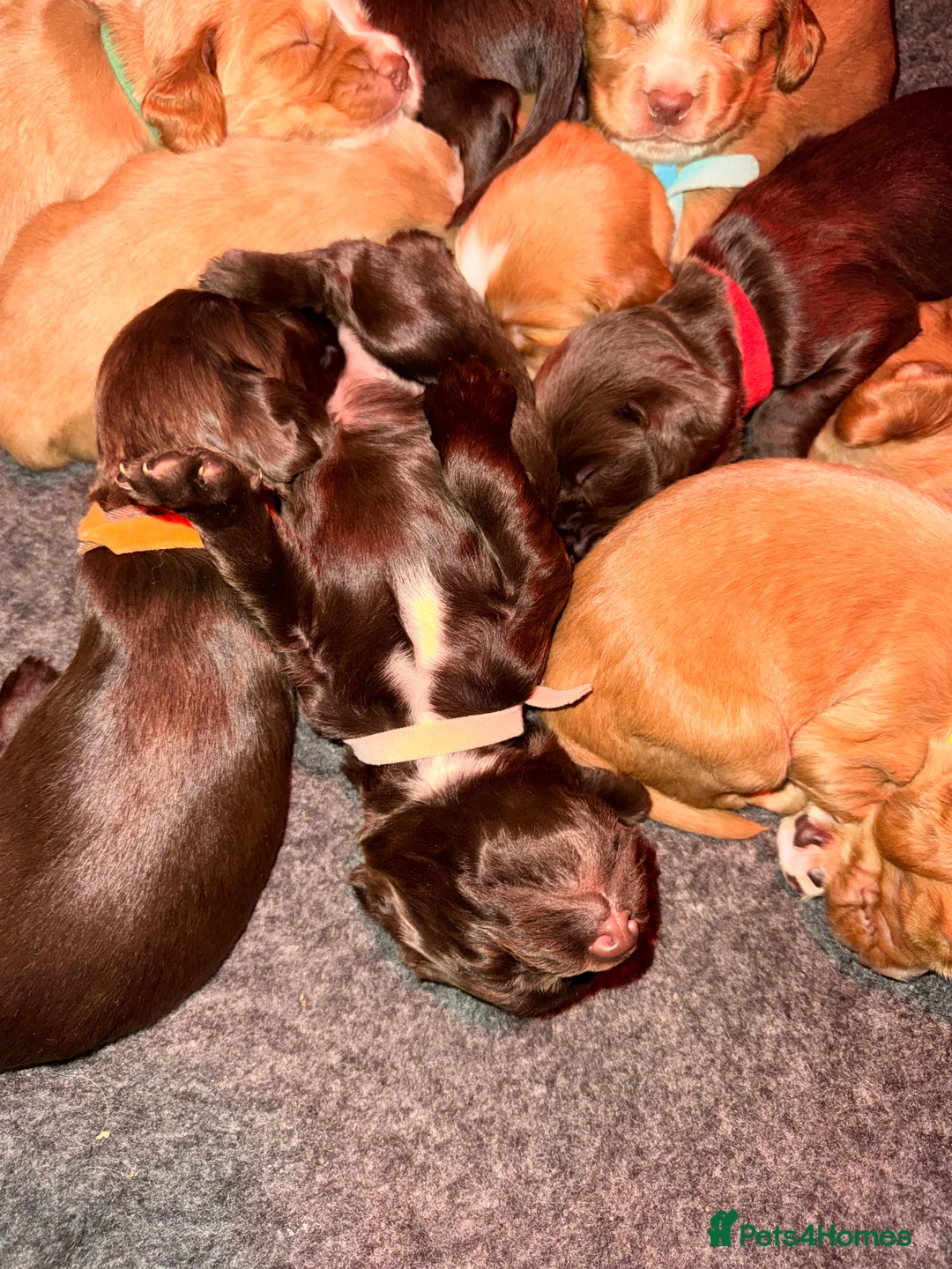 Sprocker dogs for sale: Sprocker Pups - Advert 38