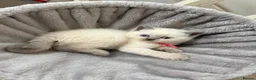 Ragdoll cats for sale: Beautiful Ragdoll Kittens 🐾 1 Boy & 2 Girls - Advert 5