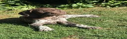 German Shorthaired Pointer dogs for sale: Dorothea and Marjorie - Advert 3