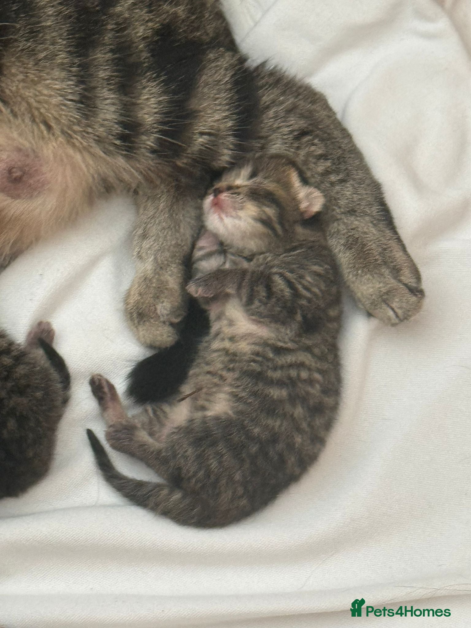 British Shorthair cats British shorthair Kittens - Advert 2