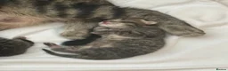 British Shorthair cats for sale: British shorthair Kittens - Advert 2