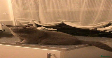 British Shorthair cats - Advert 3