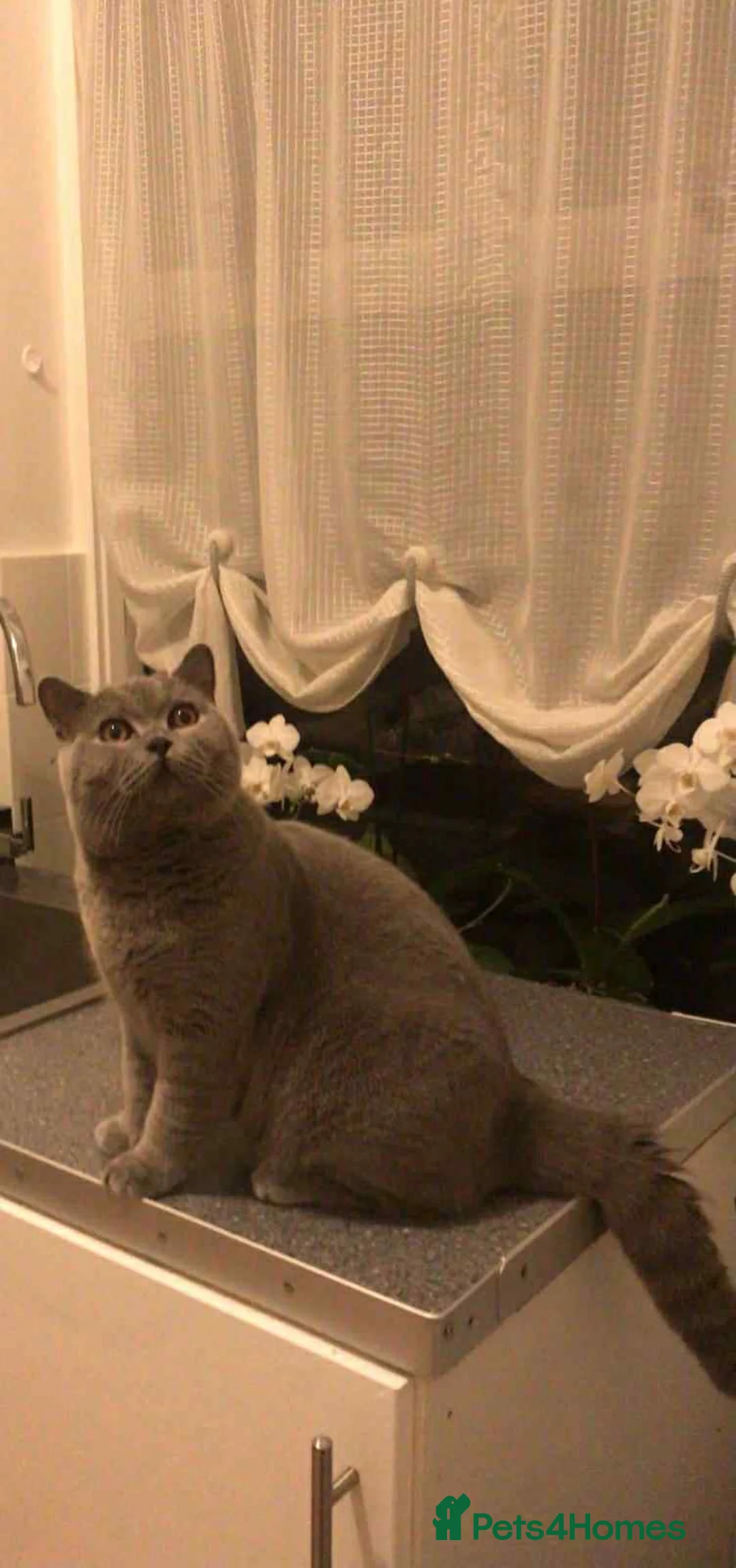 British Shorthair cats for stud: Ciccetto for stud - Advert 2