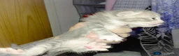 Mixed Breed cats for sale: mixed munchkins  - Advert 9