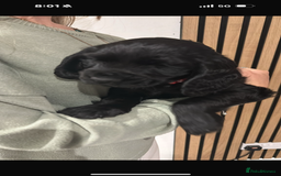 Cocker Spaniel dogs for sale: ****only 2 left****Stunning cocker puppies - Image 5