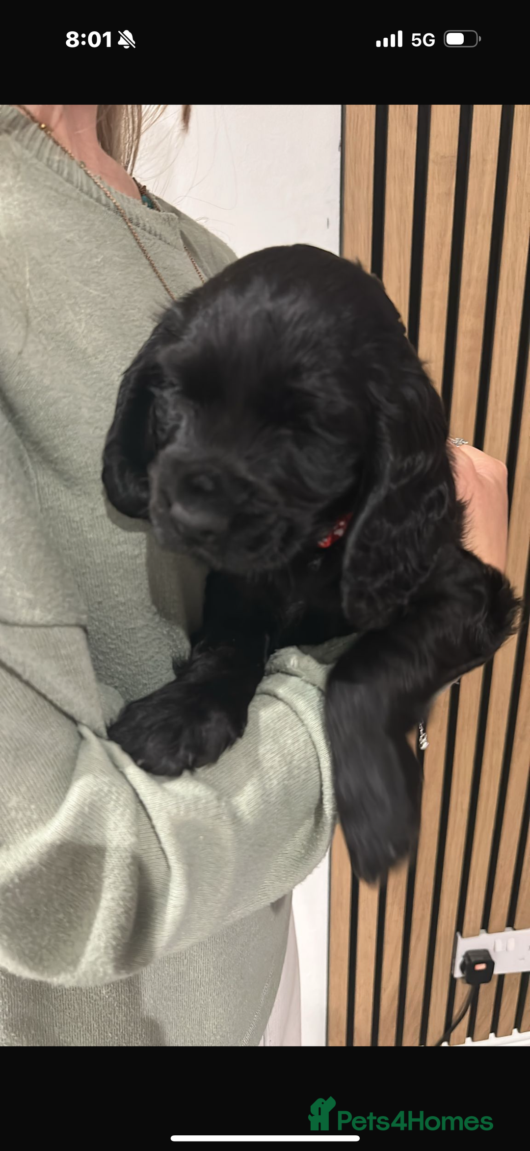 Cocker Spaniel dogs for sale: ****only 2 left****Stunning cocker puppies - Image 5