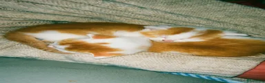 Mixed Breed 3