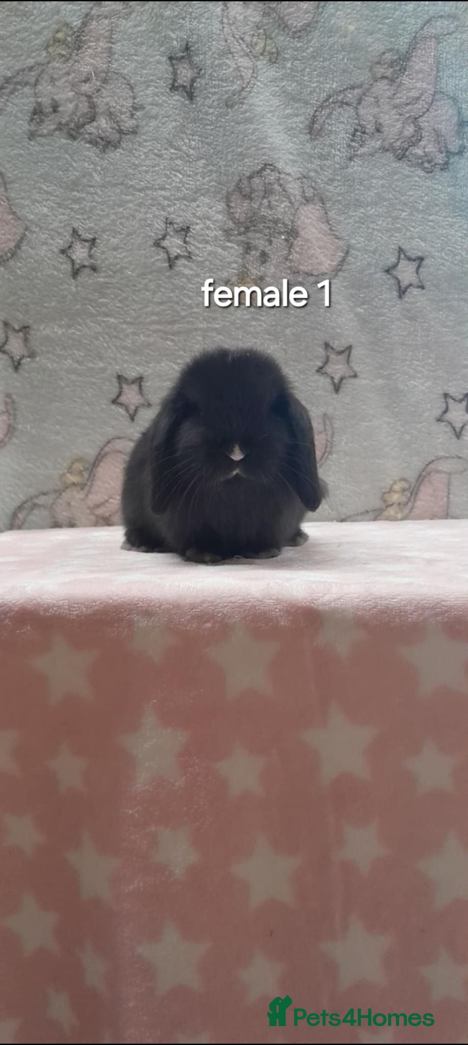 Mini Lop rabbits Stunning purebred mini lops  - Advert 1