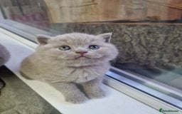 British Shorthair cats for sale: British shorthair GCCF pedigree ready christmas - Image 4