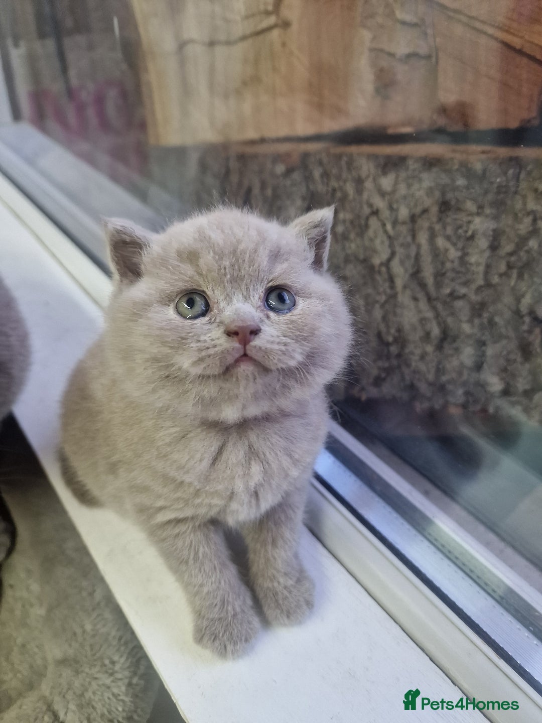 British Shorthair cats for sale: British shorthair GCCF pedigree ready christmas - Image 4