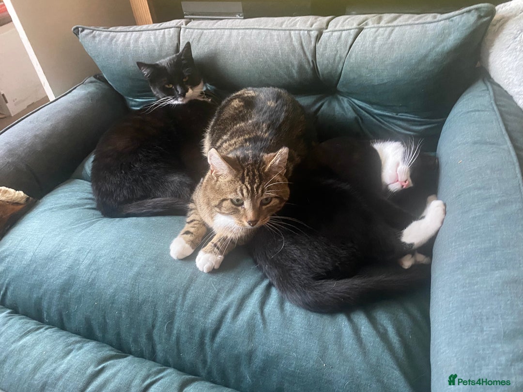Mixed Breed cats for adoption: Lovely young cat looking for forever home  - Image 12