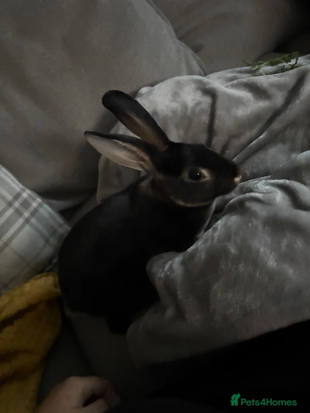 Rex rabbits for sale: Black otter Rex rabbit in Ashford - Advert 2