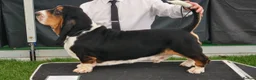 Basset Hound dogs for sale: Pregnancy confirmed - KC Basset Pups!  - Advert 3