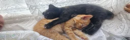 Mixed Breed cats for sale: We looking for home - Advert 17