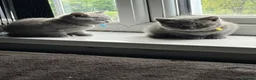 British Shorthair cats for sale: Pure British shorthair kittens - Advert 19