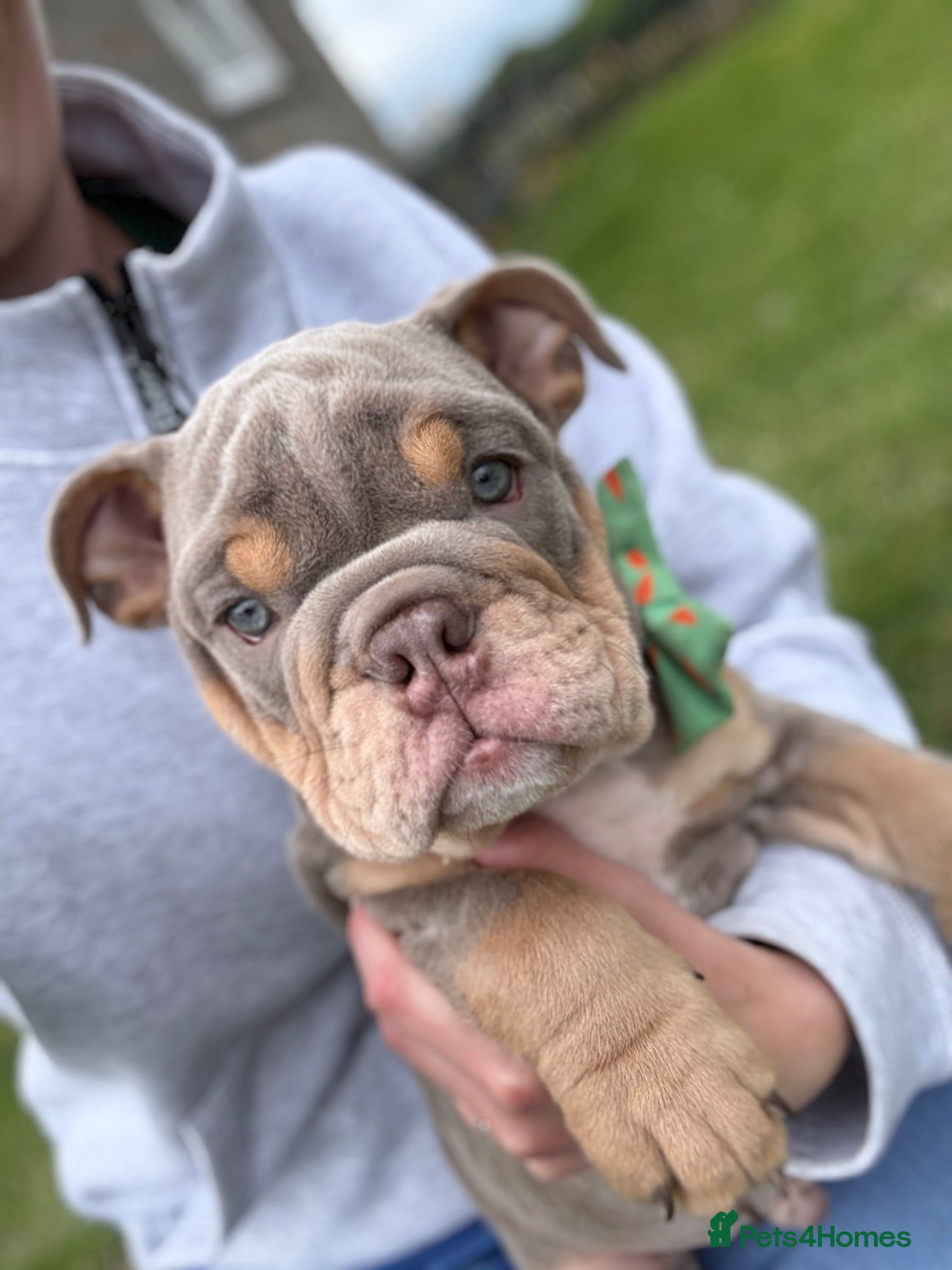 English Bulldog dogs English bulldog reduced & ready for the world.  - Advert 9