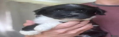 Tibetan Terrier 3
