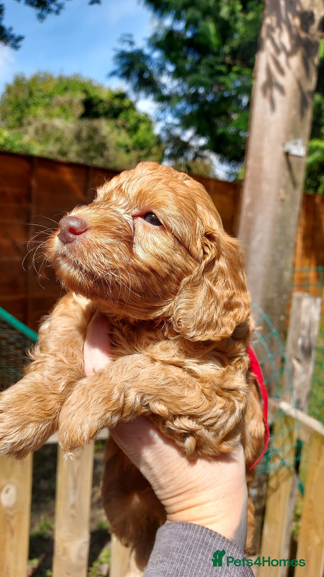 Cockapoo dogs for sale: Stunning F1 Cocokapoos - Image 13
