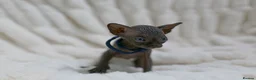 Sphynx cats for sale: Lovely Sphynx Kittens available - Advert 14