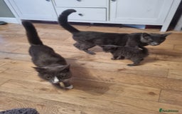 Russian Blue cats for sale: Mix Russian blue  - Image 2