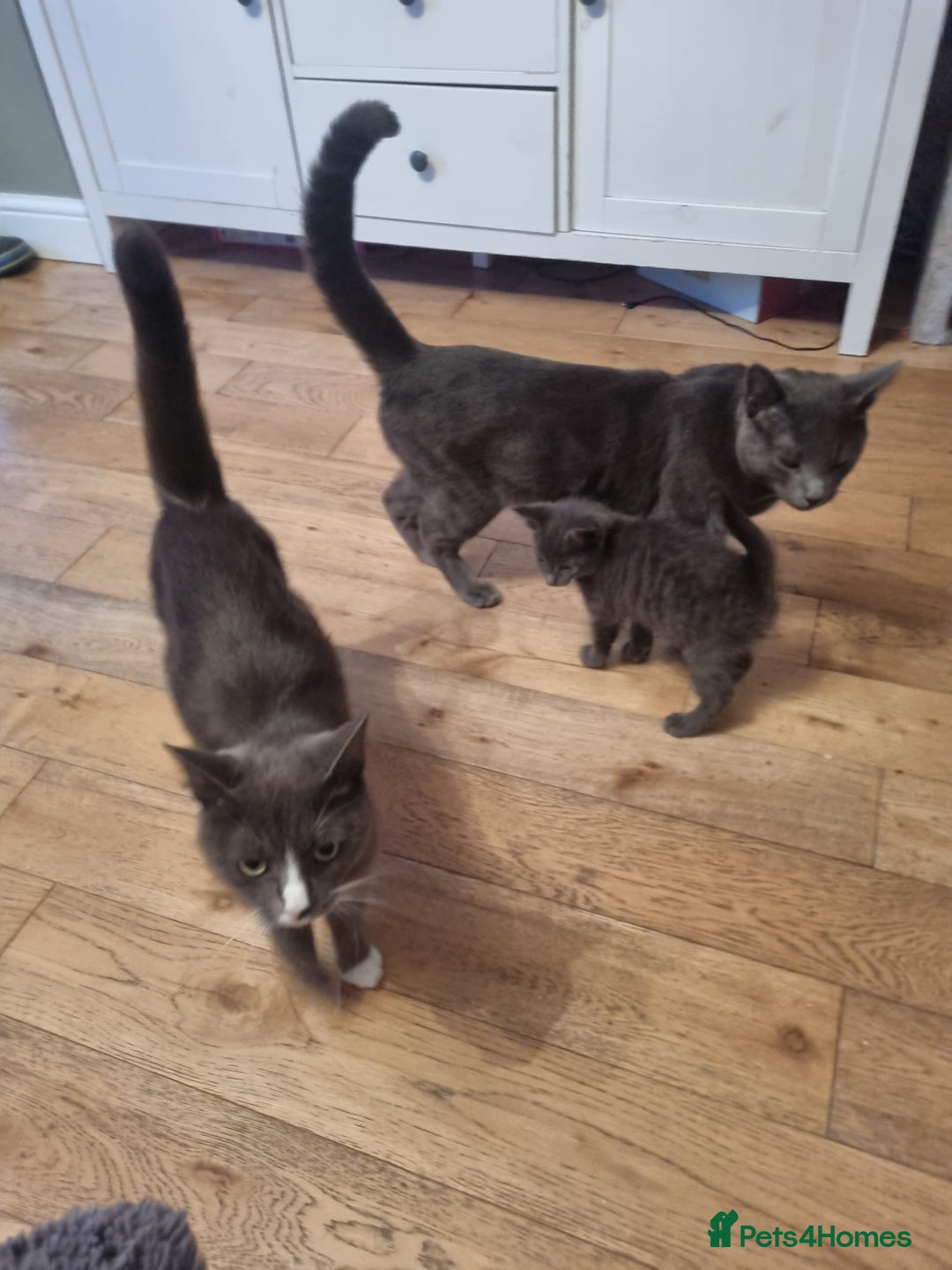 Russian Blue cats for sale: Mix Russian blue  - Image 2