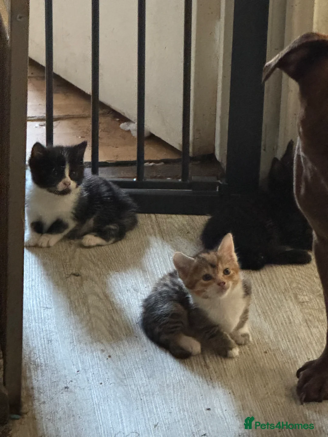 British Longhair cats for sale: Fluffy kittens  - Advert 9