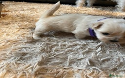 Mixed Breed dogs for sale: Imperial Zuchon cross maltese - Image 7